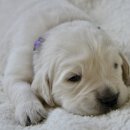 하얀강아지 이미지