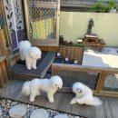 슈가독살롱 이미지