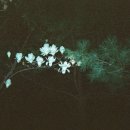 몽중화 티스토리