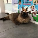 참조은 동물병원 이미지