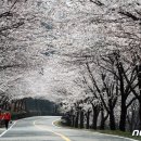 벚꽃 공중화장실 이미지