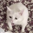 로빈약국 | 물망초의 꽃말