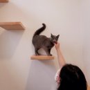 묘랑 고양이 전문호텔 이미지