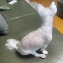 몽몽이펫샵