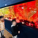 아름다운어린이집 | 부평구 어린이집 삼산그린 어린이집 아쿠아리움 견학 다녀왔어요 🐠 현장체험학습 이야기