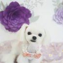 멍뭉이 미용실 이미지