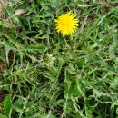 붉은씨서양민들레 Taraxacum laevigatum (Willd.) DC. 이미지