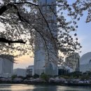 봉초밥 | 송파 잠실 | 석촌호수 근처 해산물 느좋 술집 연주방 송리단길점 고등어봉초밥 후기