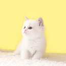 수원고양이분양 나비캣 이미지