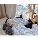 쪼꼬동물메디컬센터 | 고양이 건강검진, 밤비 금식시키고 루시드동물메디컬센터 다녀온후기(+비용)