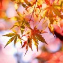 가을이와