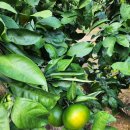 소보농장 | 2025.10. 제주여행 #9 - 몽라브 MONLAVE( 제주 무화과 &amp; 감귤 체험 )카페 , 제주국제공항 ( 대한항공...