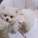 큐리애견 이미지