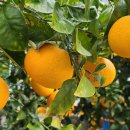 정안농장 이미지