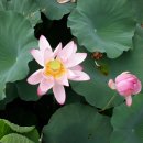 정양늪생태공원 이미지