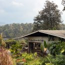 엘리의 정원 | 치앙마이 엘리핀팜, 사이프레스레인, 반캉왓 택시투어 후기 (가격, 관광꿀팁, 입장료 총정리)