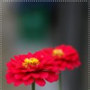 꽃메
