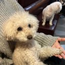 개랑놀아주는남자 이미지