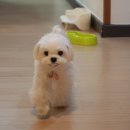 스테이소이