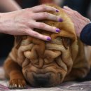 도그클럽 이미지