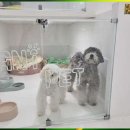 두두펫케어 이미지