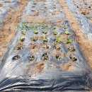 덕이농장 이미지