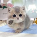 서울고양이분양 묘연 | 강남 캣프렌즈에서 먼치킨고양이분양 건강한 묘연 맺기