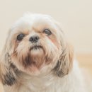 뉴로동물의료센터 이미지