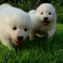 세계명견 감곡켄넬 이미지