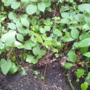 잉어물놀이 이미지