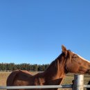 봉성목장 이미지