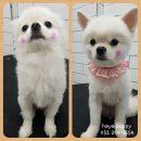 호야네애견샵 이미지