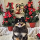 축복 펫살롱 이미지