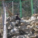 애견친구 이미지