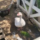 좋은날목장 이미지