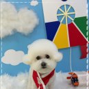 강아지 미장원 이미지