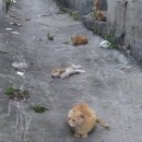 갑수농장 이미지