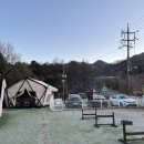 애견코리아 이미지