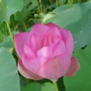 연꽃향기 이미지