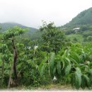 청도초등학교 이미지