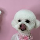 어안이 멍멍 이미지