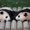 세보주 이미지
