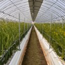 올래농장 이미지