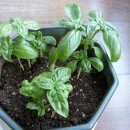 서림동-7 이미지