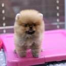 양촌애견 이미지