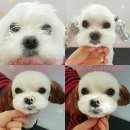 멍멍스타 이미지