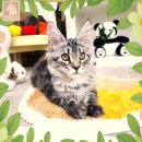 캣파라다이스 일산점 | 다산고양이분양 냥이 천국 방문기