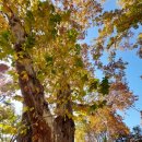 임고초등학교 이미지