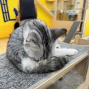 아이캣유 | 전주 신시가지 고양이 카페 아이캣유 방문 후기 [전주고양이카페 추천]