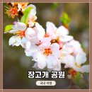 장고개 | 인천 서구 &lt;장고개 공원&gt;에서 봄을 느끼며, 벚꽃, 개나리 사진촬영